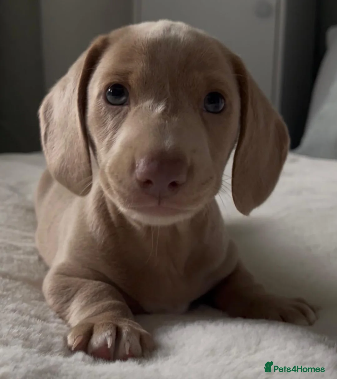 Miniature Dachshund dogs for sale: Miniature Dachund pups  - Advert 1