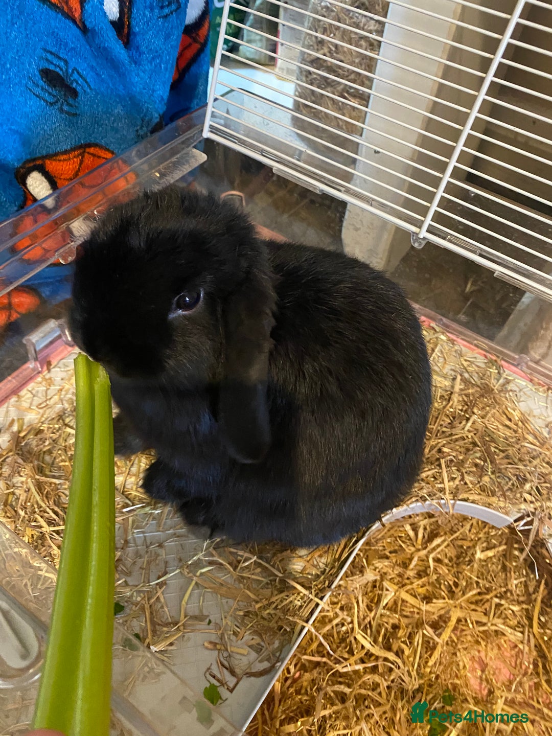Mini Lop rabbits for sale: Mini lop - Image 7