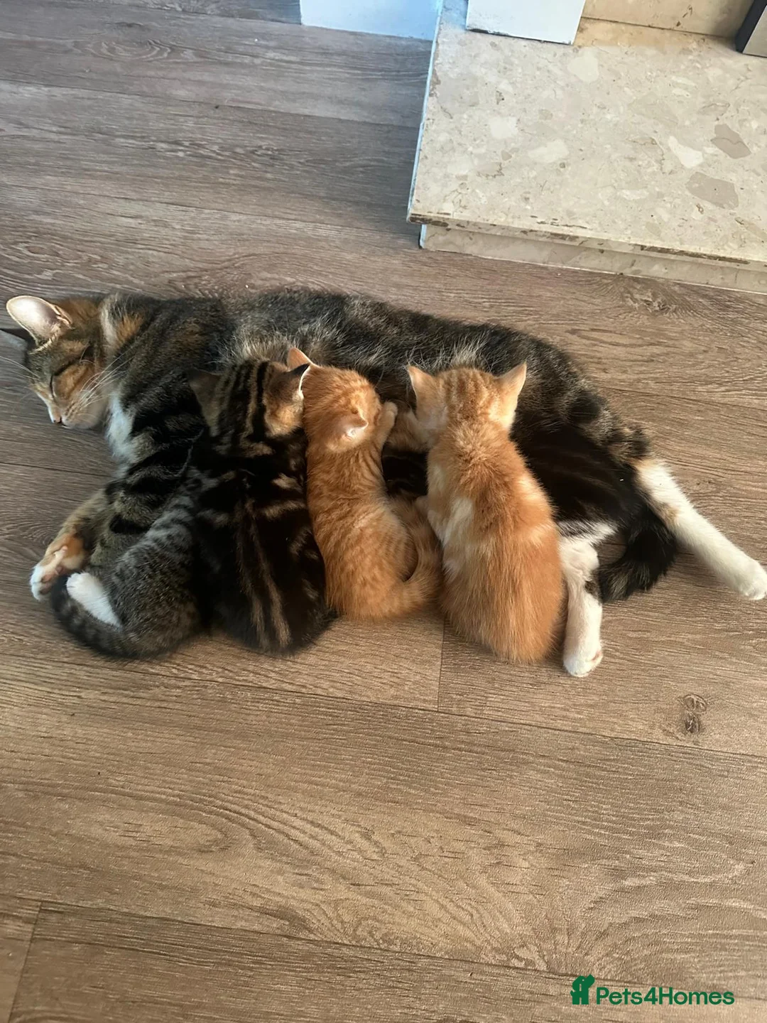 Mixed Breed cats for sale: 5 gorgeous kittens in Clitheroe - Advert 2