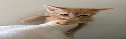 Mixed Breed cats for sale: 🐾 Beautiful Kittens Looking for Loving Homes! 🐾 - Advert 8