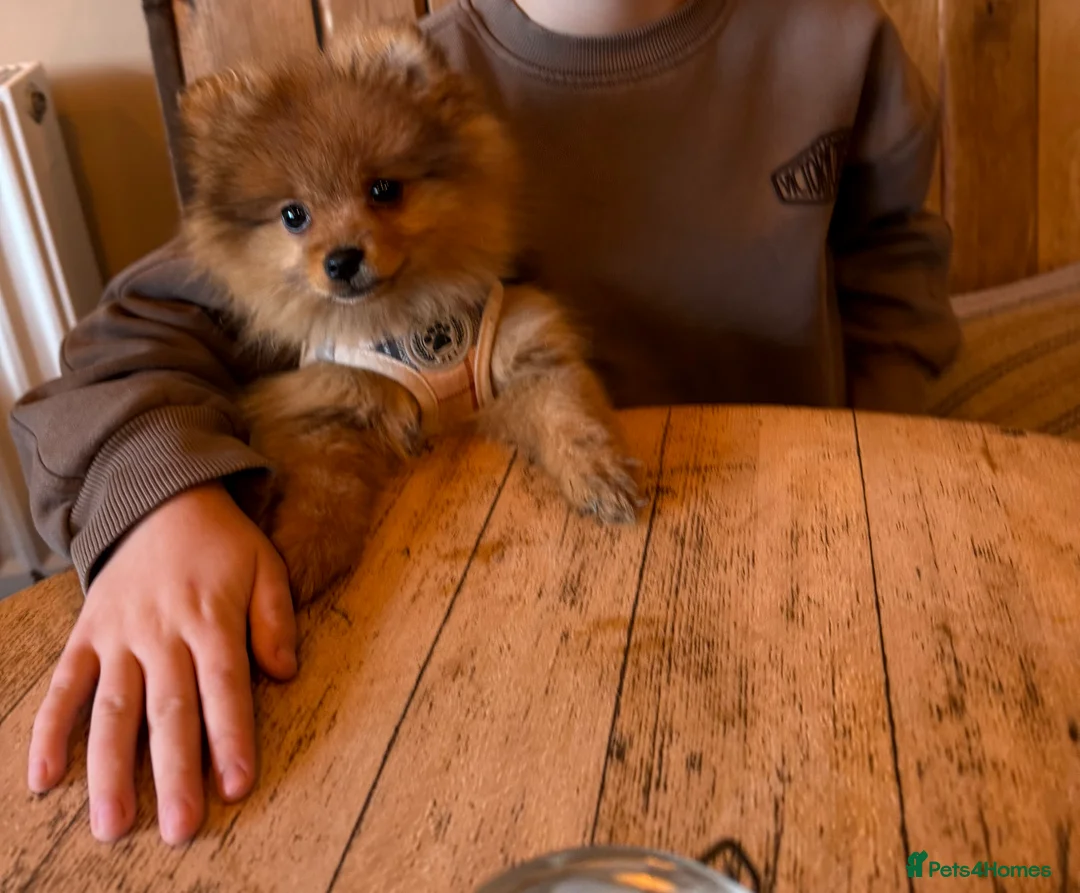 Pomeranian dogs for sale: 🌸 TINY PRINCESS POMPOM 🌸 RED SABLE TEENY TINY 🌸 - Advert 2