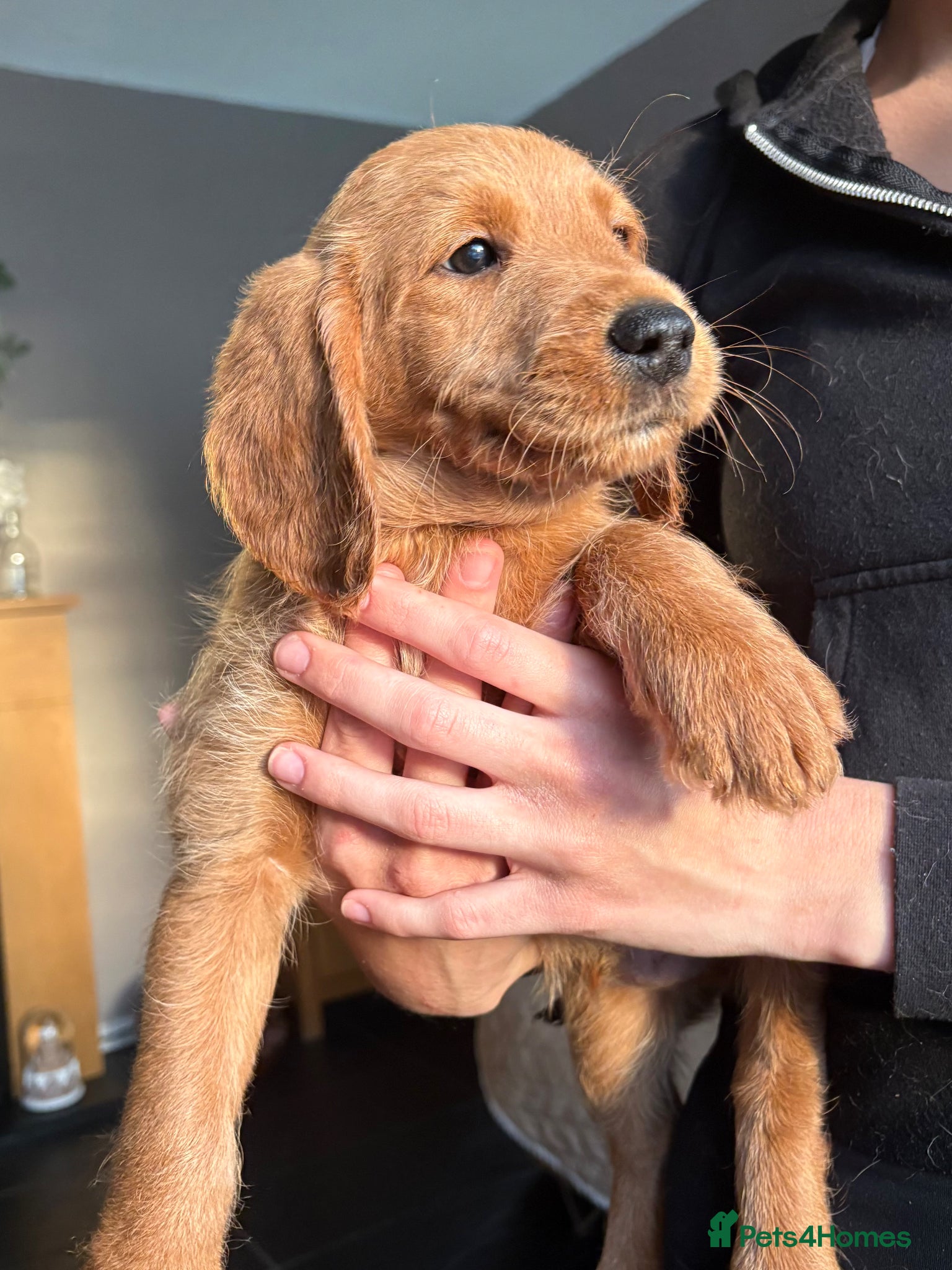 Labradoodle dogs READY 2 LEAVE ⭐️Labradoodle puppies⭐️ - Advert 2