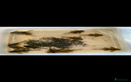 Plecos fish for sale: L397 Alenquer Tiger Plecos - Image 4