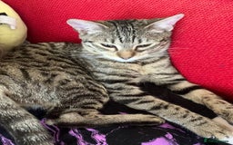 Bengal cats for sale: Bengal for sale  in Chester - Image 7