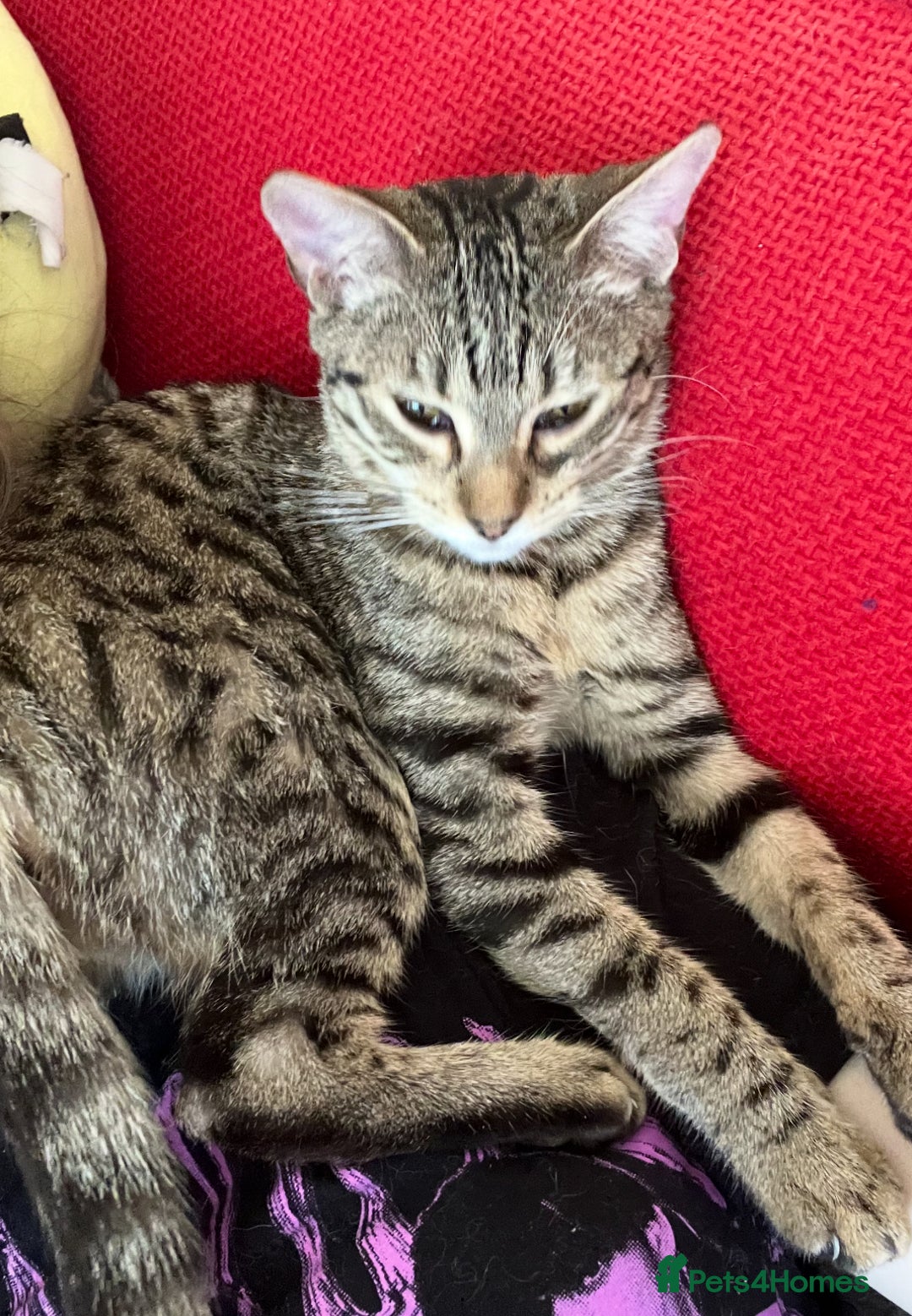 Bengal cats for sale: Bengal for sale  in Chester - Image 7