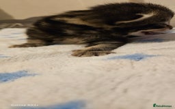 Mixed Breed cats for sale: 5 Bengal x Kittens–Glitter Coats,Beautiful Colours - Image 10