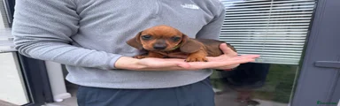 Dachshund Puppy 5