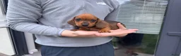 Dachshund dogs for sale: Armagh Dachshunds Ready for new homes - Advert 9