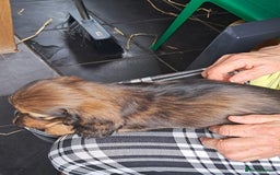 Miniature Dachshund dogs for sale: minature long haired daschund  - Image 5