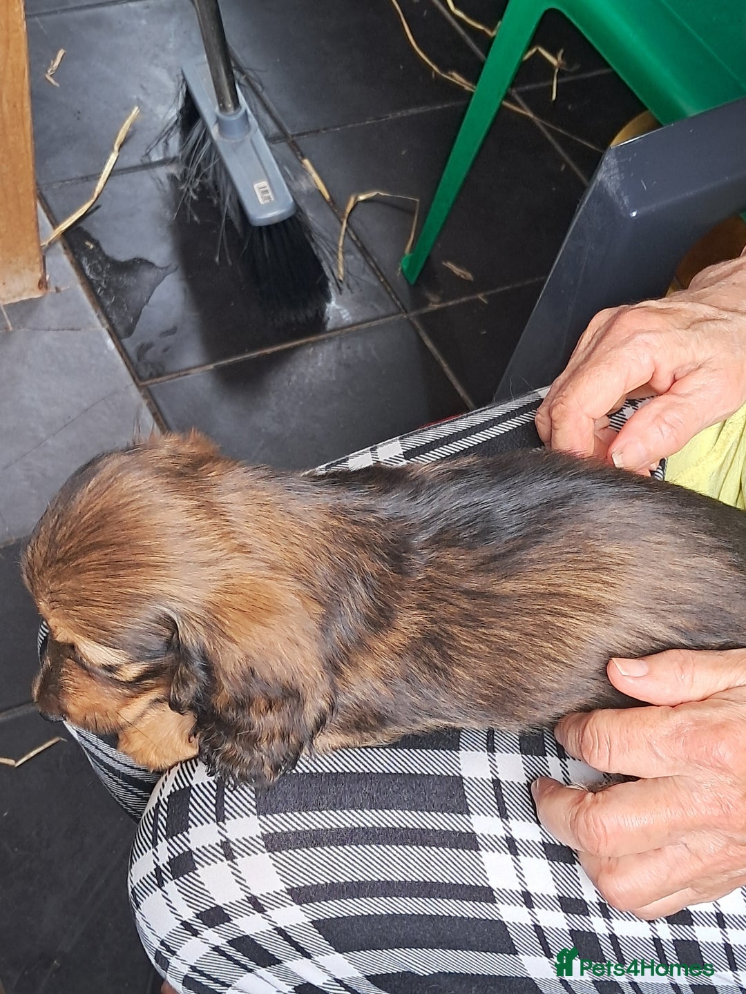 Miniature Dachshund dogs for sale: minature long haired daschund  - Image 5