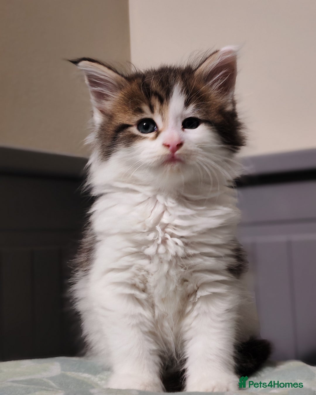 Maine Coon cats for sale: Maine coon kittens  - Advert 5