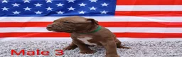 American Bull Staffy dogs for sale: American bull - Advert 29