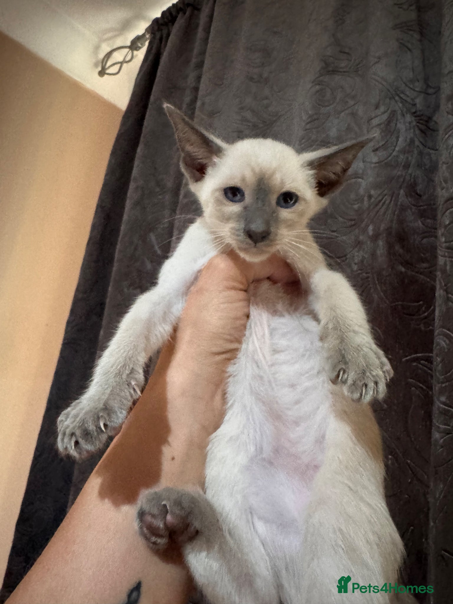 Siamese cats 1 stunning Siamese girl available  - Advert 10