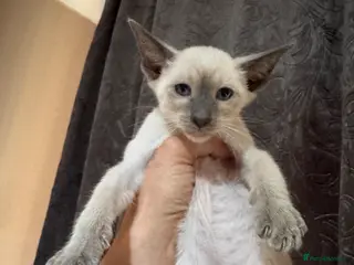 Siamese cats 1 stunning Siamese girl available - Advert 10