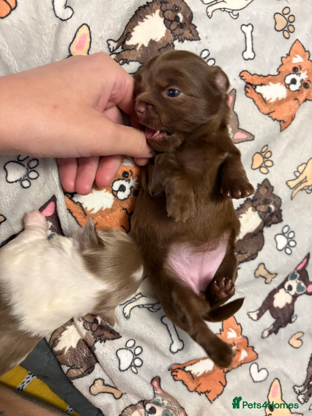 Chihuahua dogs for sale: One solid chocolate female chihuahua left!! ⭐️⭐️⭐️ - Advert 30