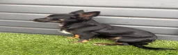 Jack Chi dogs for sale: Chijacks for sale  - Advert 5