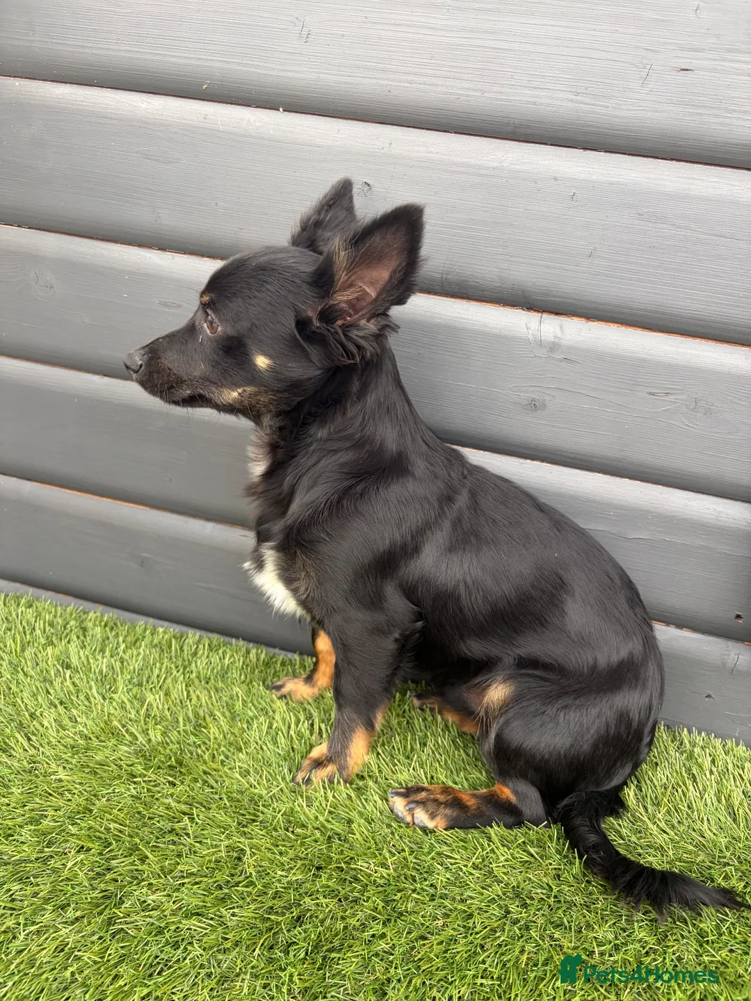 Jack Chi dogs for sale: Chijacks for sale  - Advert 5