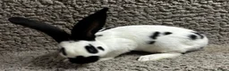 Continental Giant rabbits for sale: Georgeus Giant Papillon Babies - Advert 4