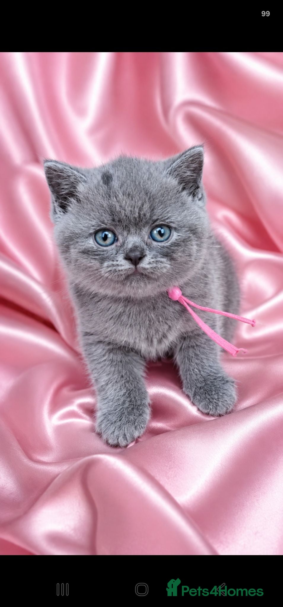 British Shorthair cats GCCF/TICA registered beautiful litter - Advert 1