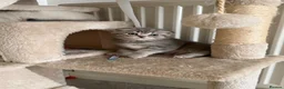 Scottish Fold cats for sale: Scottish Fold girl and British Shorthair boy - Advert 4
