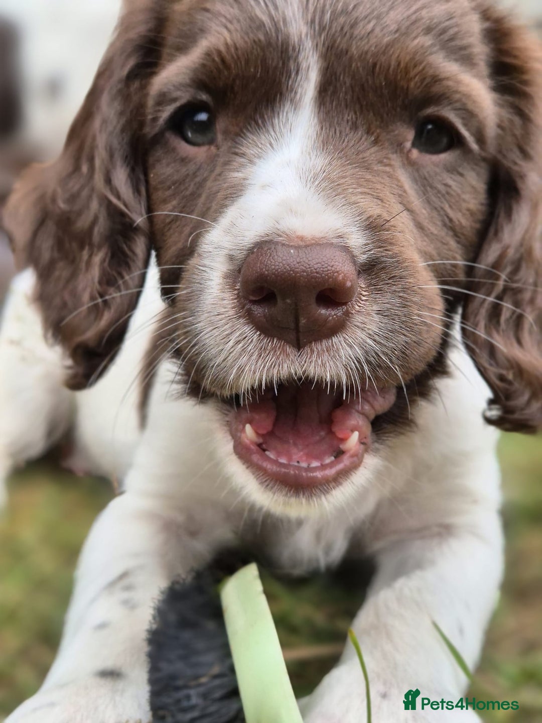 English Springer Spaniel dogs for sale: KC Reg. READY NOW. English Springer Spaniel 8 WKS - Image 38