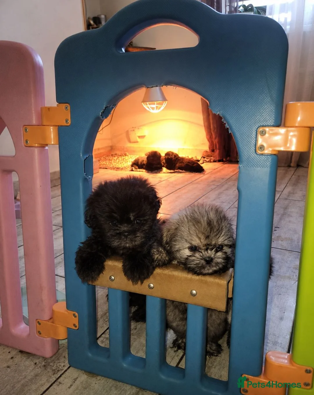 Shih Tzu dogs for sale: Beautiful Shih Tzu Puppies – 2 Boys, 4 Girls - Advert 2