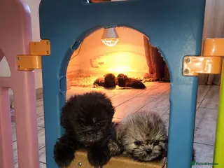 Shih Tzu dogs *READY TO GO* Beautiful Shih Tzu Puppies - Advert 2
