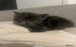 Ragdoll cats for sale: Ragdoll cats  - Image 13