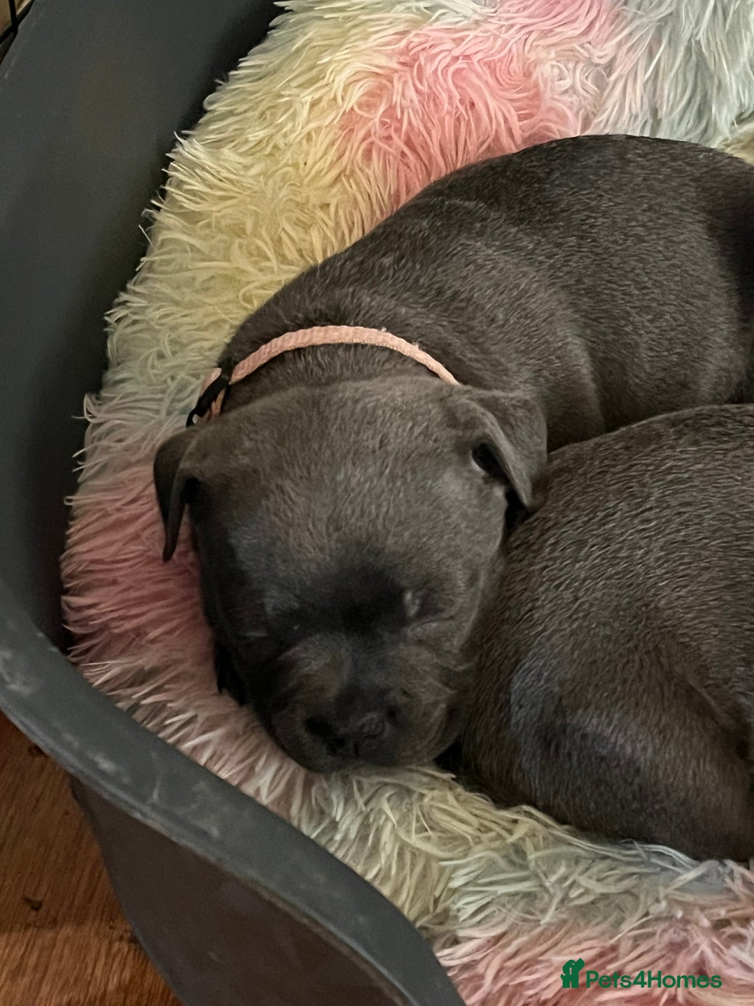 Staffordshire Bull Terrier dogs for sale: One girl KC and DNA health tested  - Advert 8