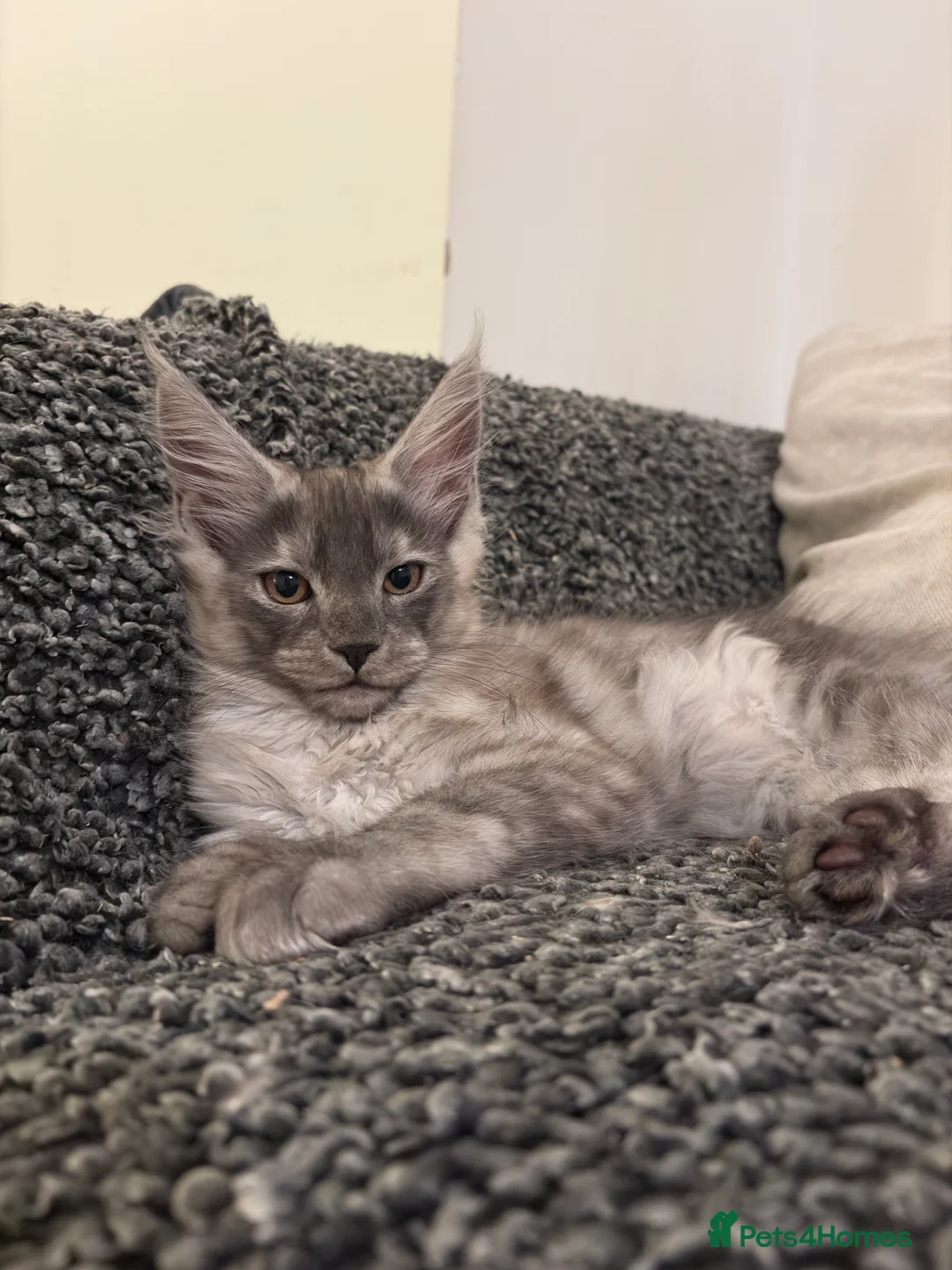 Maine Coon cats for sale: Maine Coon Kittens  - Advert 15