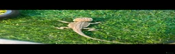 Bearded Dragon reptiles for sale: Citrus bearded dragons babies het translucent - Advert 7