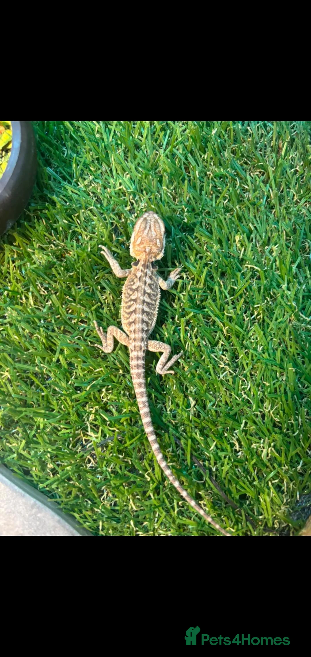 Bearded Dragon reptiles for sale: Citrus bearded dragons babies het translucent - Advert 7