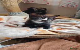 British Shorthair cats for sale: Cute boys - Image 3