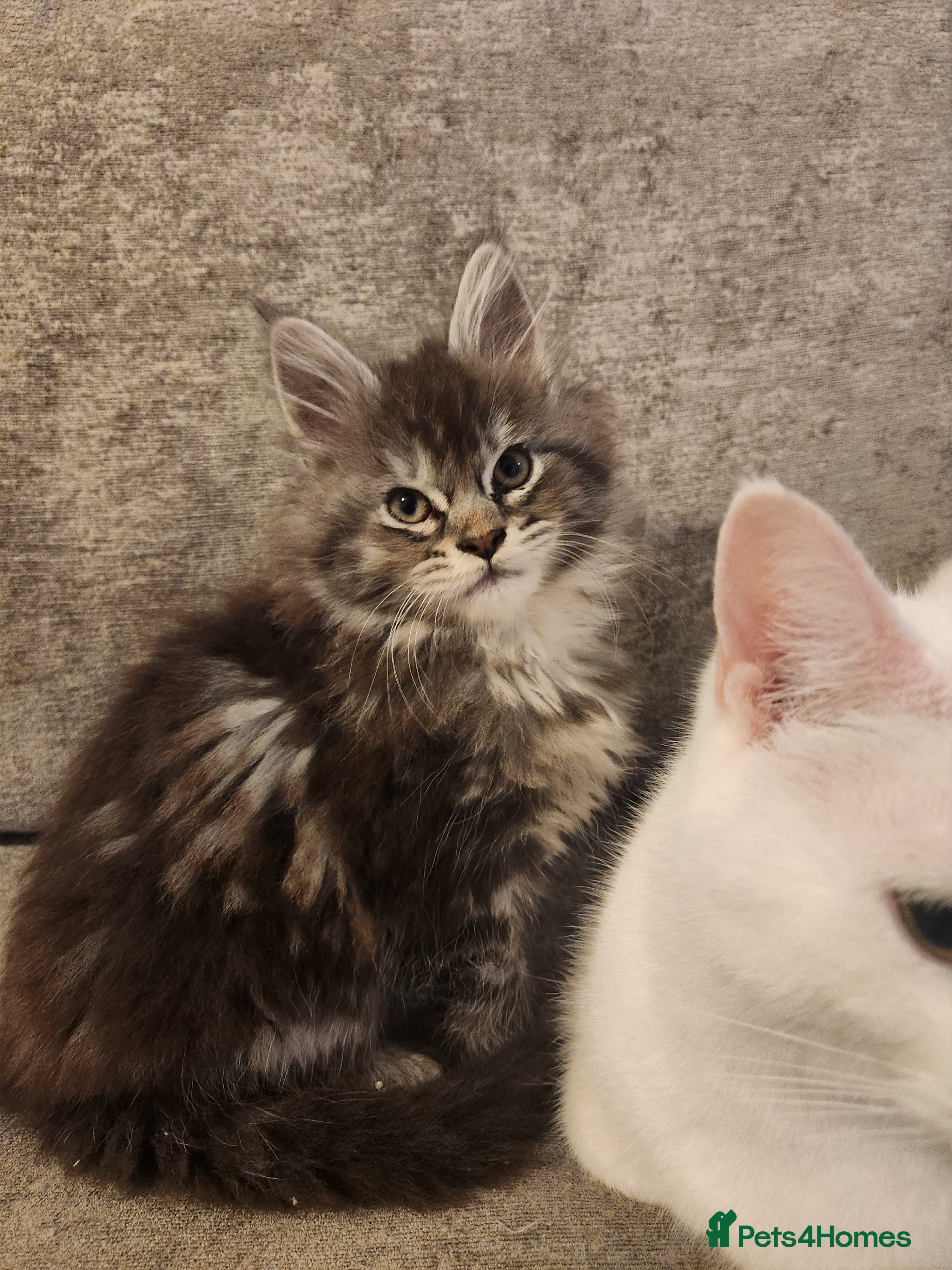 Maine Coon cats Pure Maine coon kittens 2 females only left - Advert 11