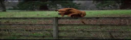Labrador Retriever dogs for sale: Carefully Planned Labrador Litter - Advert 8