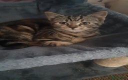 Mixed Breed cats for sale: Mollie and blackie  - Image 26
