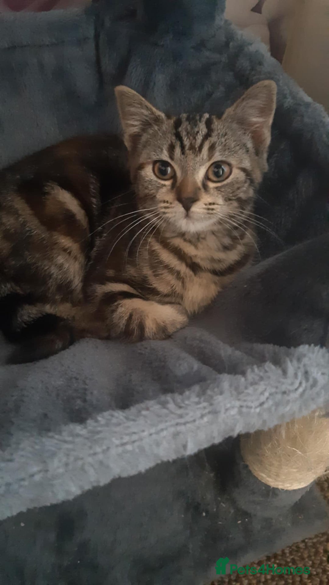 Mixed Breed cats for sale: Mollie and blackie  - Image 26