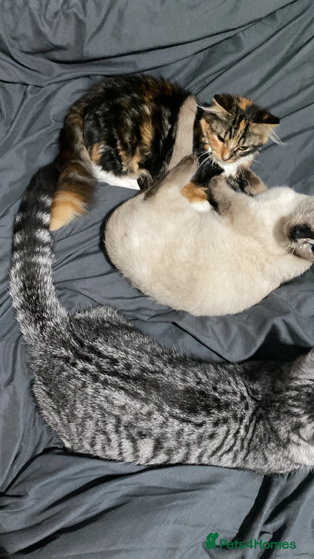 Persian cats for sale: Two beautiful Persian x - Advert 9