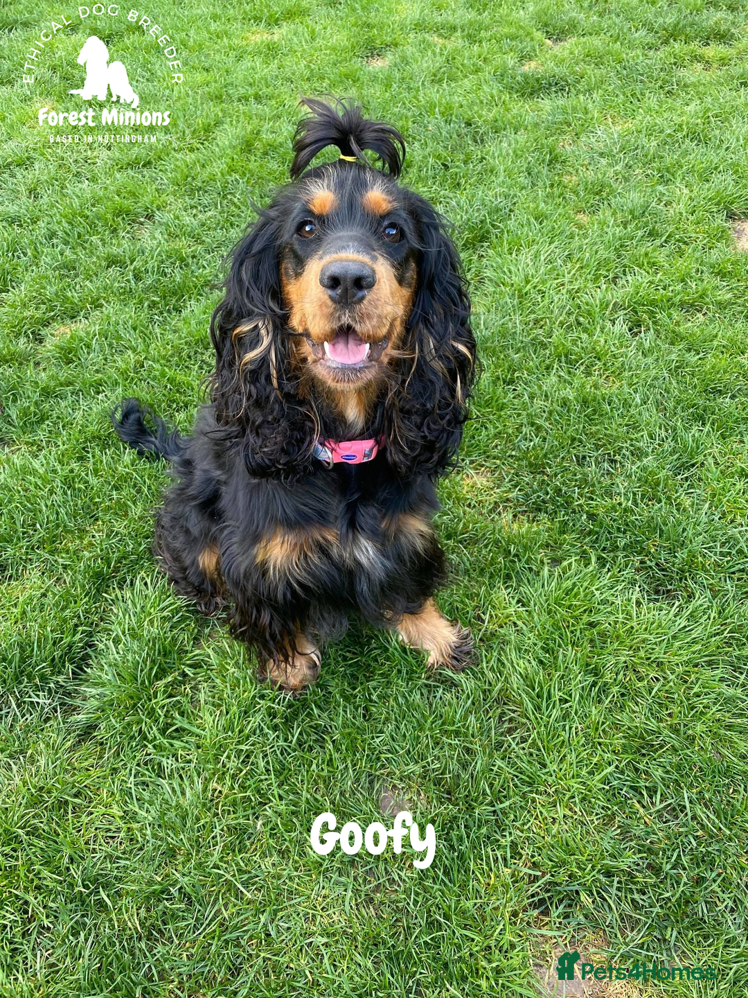 Cocker Spaniel dogs for sale: Beautiful adult English Cocker Spaniel - Advert 1
