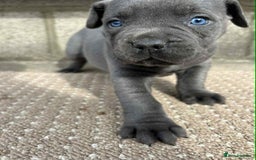 Cane Corso dogs for sale: Cane corso pups - Image 12