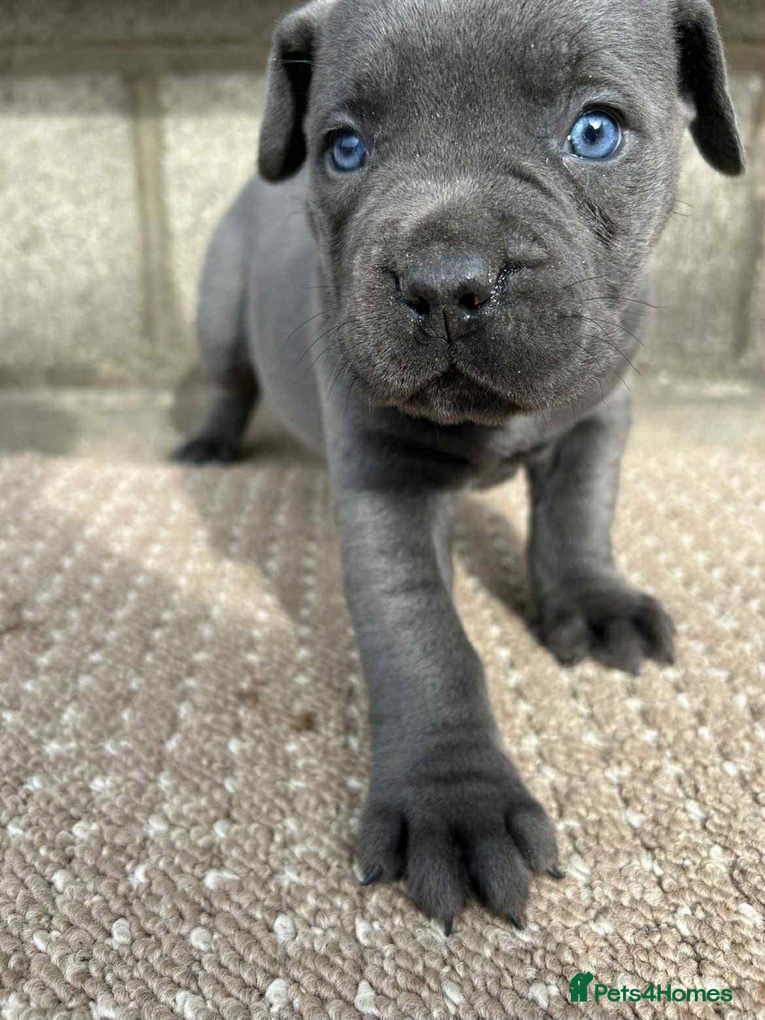 Cane Corso dogs for sale: Cane corso pups - Image 12