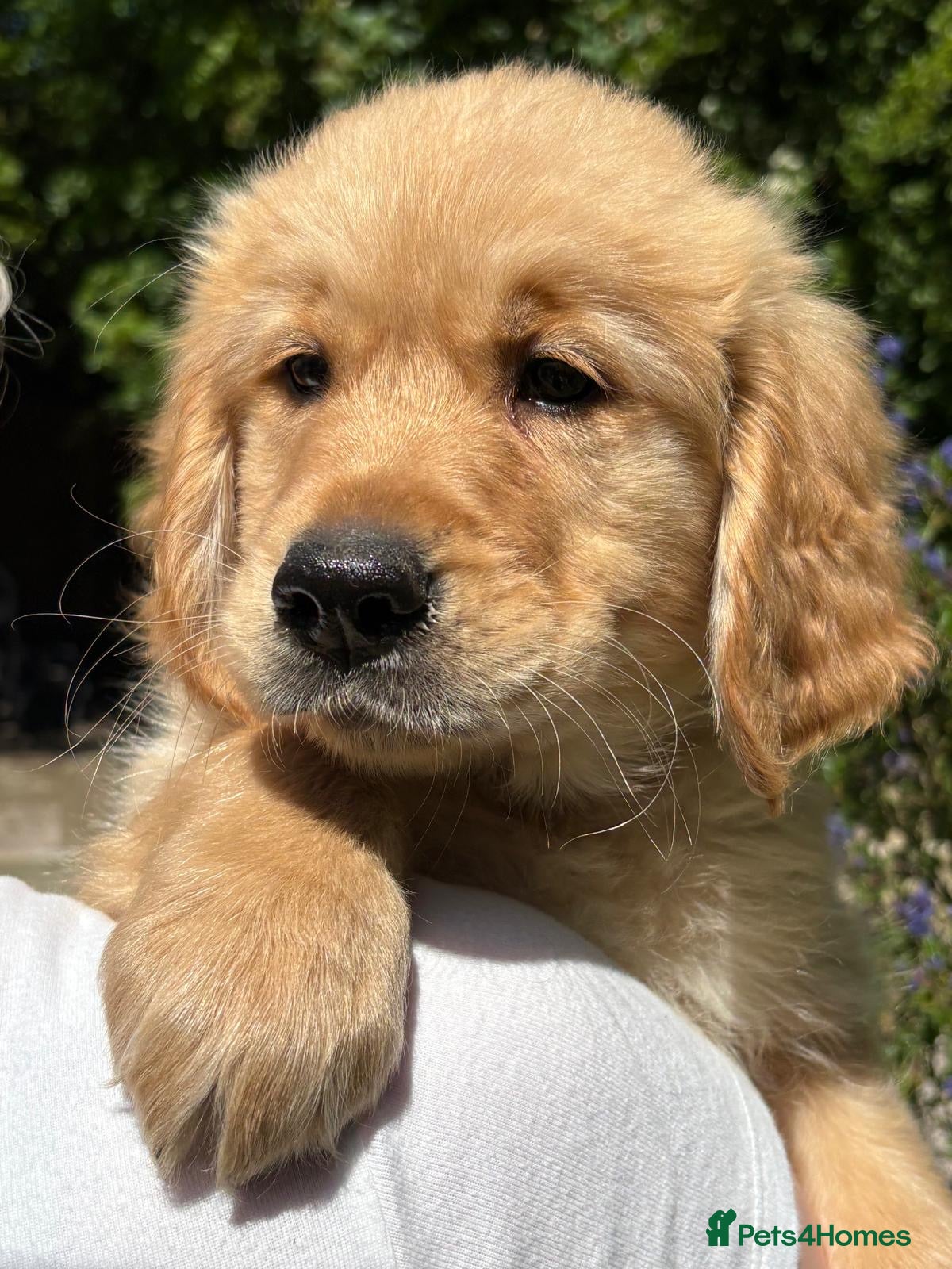 Golden Retriever dogs READY TO LEAVE NOW ⭐️ - Advert 10