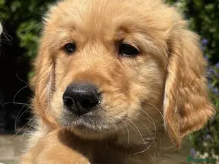 Golden Retriever dogs READY TO LEAVE NOW ⭐️ - Advert 10