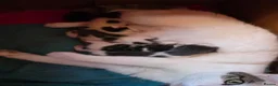 Bengal cats for sale: 4 Part Bengal kittens READY NOW  - Advert 2