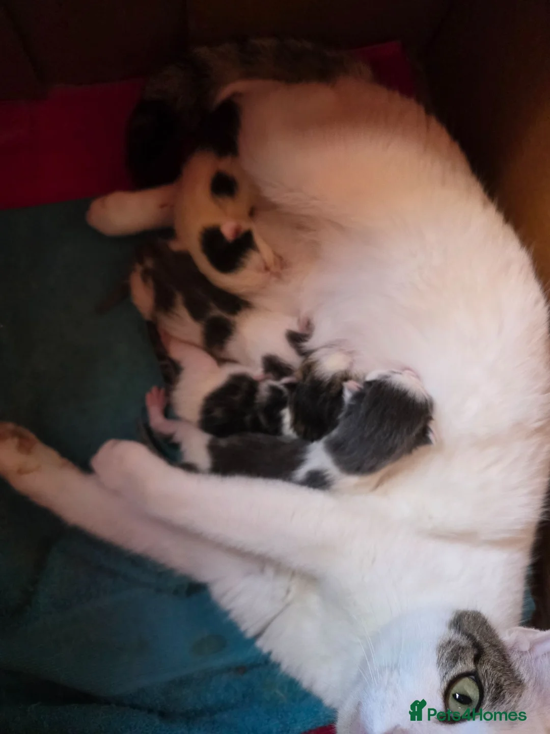 Bengal cats for sale: 4 Part Bengal kittens READY NOW  - Advert 2