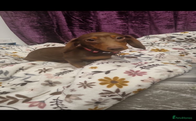 Miniature Dachshund dogs - Advert 1