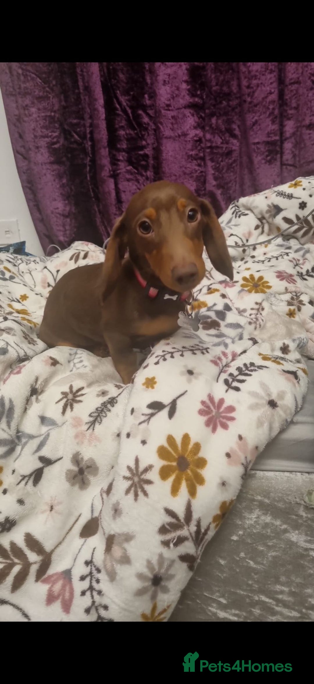 Miniature Dachshund dogs for sale: 1 Boy & 1 Girl Tan Pedigree Miniature Puppies - Image 6