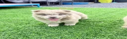 Chow Chow dogs for sale: Stunning exotic colour chowski puppies for sale  - Advert 27