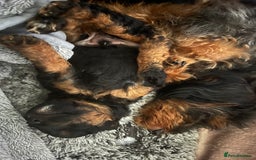 Jackapoo dogs for sale: Adorable (85% Toy Poodle) Jackapoo pups  - Image 3