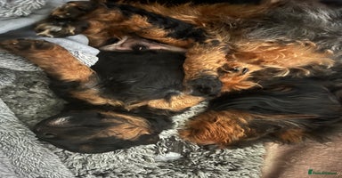 Jackapoo dogs - Advert 4